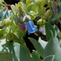 Mertensia maritima 